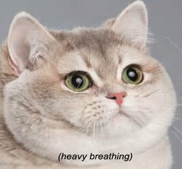 cat heavy breathing.gif