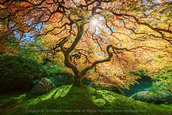 Beautiful Photo of Tree - Gavin Hardcastle.png
