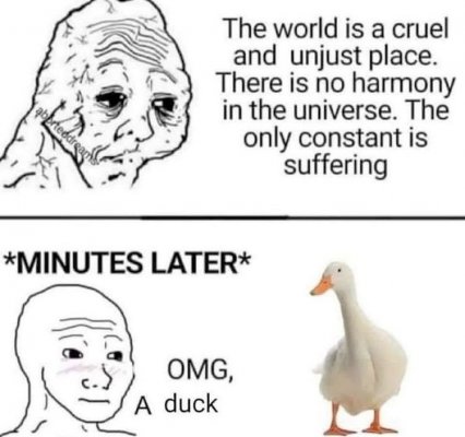 OMG, a Duck.jpg