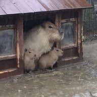CapybaraRfriend