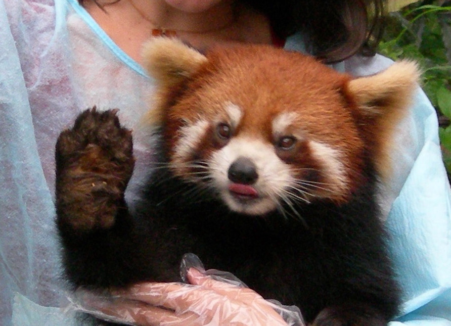 Red_Panda_Face.jpg