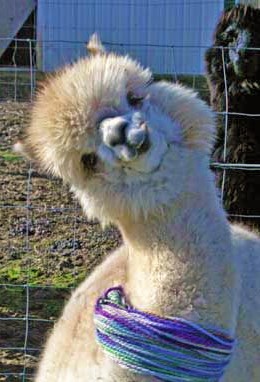 head-tilting-alpaca-2.jpg