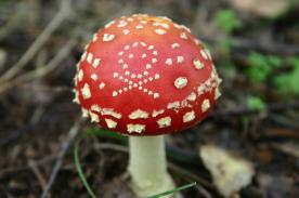 xbeware-poisonous-mushrooms.jpg.pagespeed.ic.uNla6QbGHm.jpg