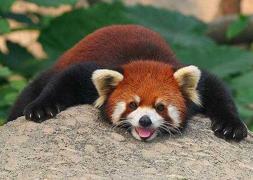 red-panda3.jpg